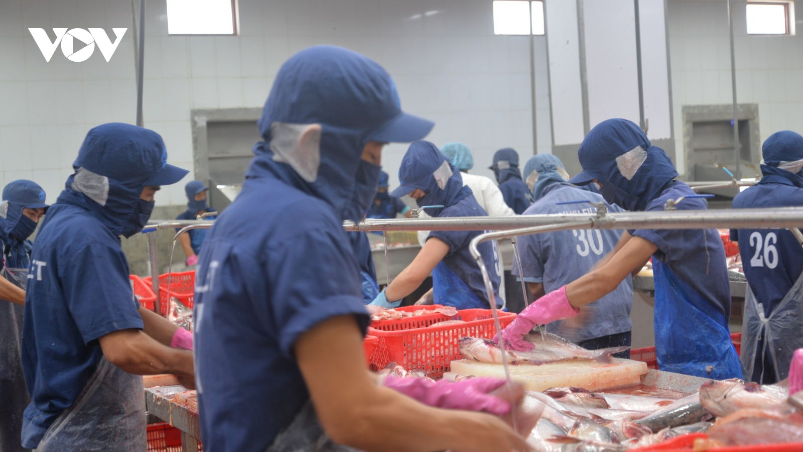 Ngành cá tra vượt đích xuất khẩu và bài toán phát triển bền vững